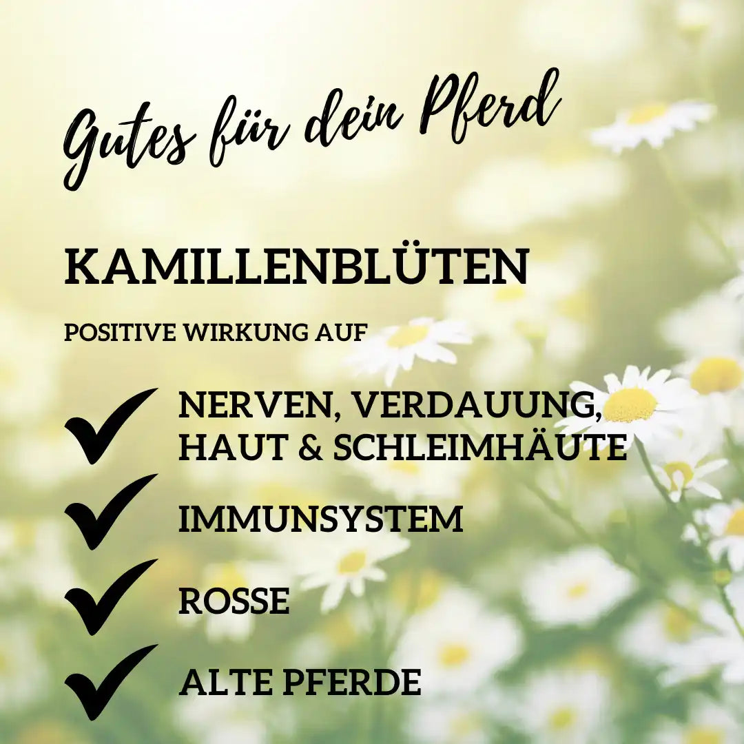 Kamille Für Pferde Natürliche Unterstützung Von Magen Und Nerven Bei Unruhe Blähungen Älteren Pferden by s`Queed