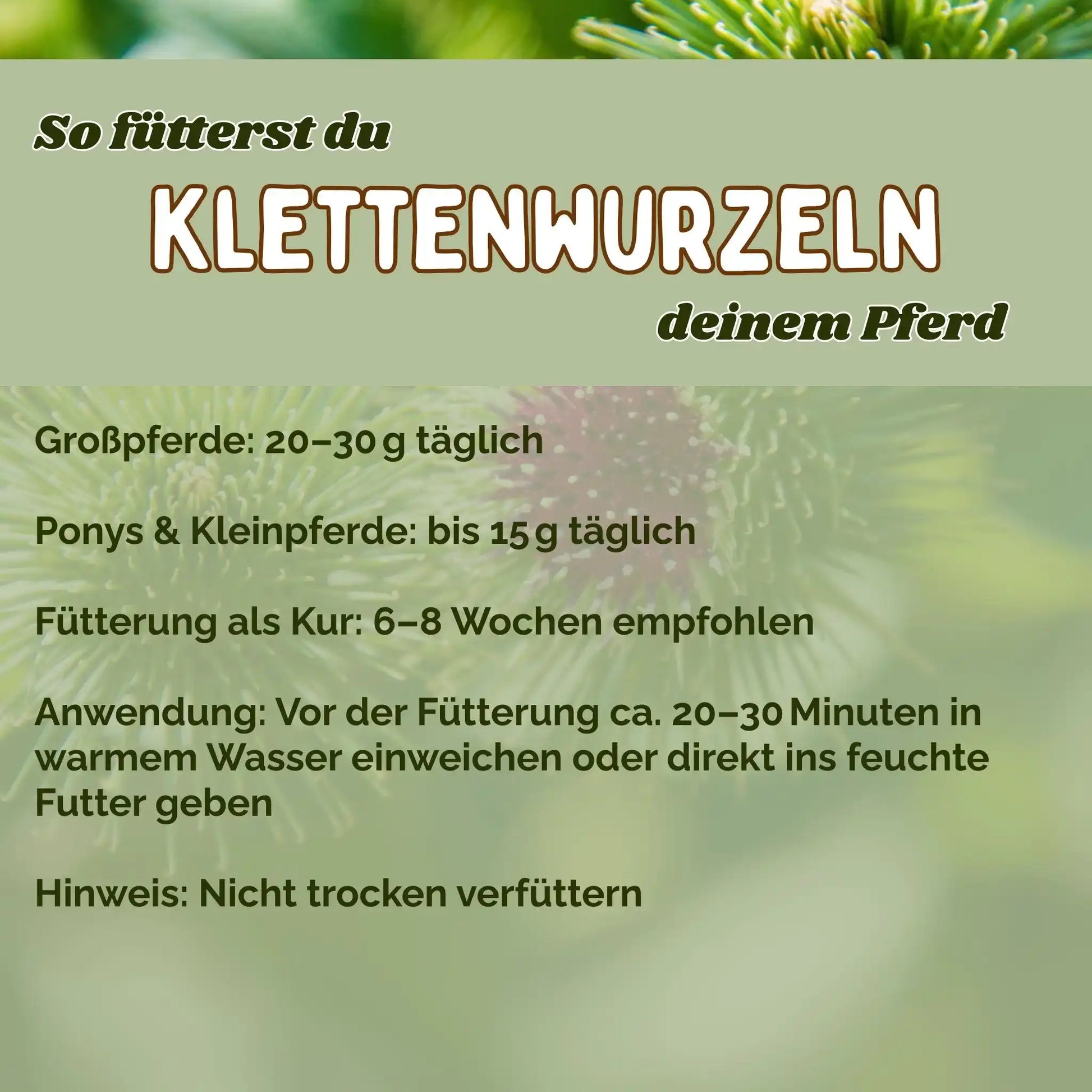 Klettenwurzel Pferd Natürliche Unterstützung Haut Und Fellwechsel Stoffwechselproblemen Pflanzliche Entgiftung Juckreiz by s`Queed