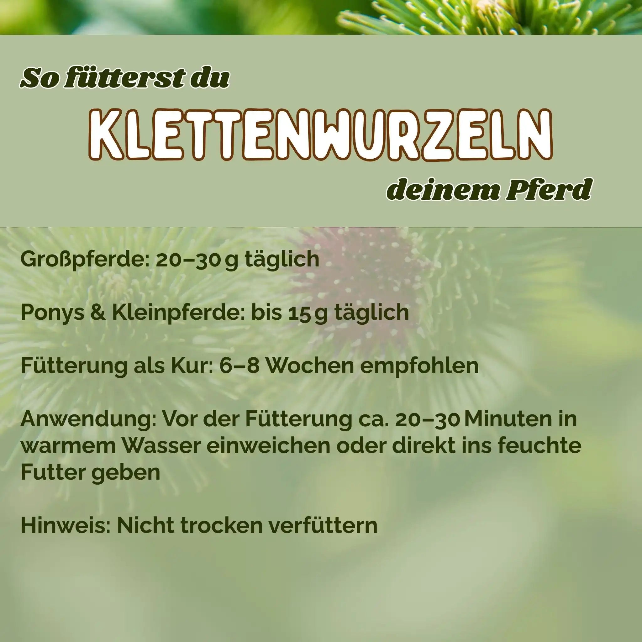 Klettenwurzel Pferd Natürliche Unterstützung Haut Und Fellwechsel Stoffwechselproblemen Pflanzliche Entgiftung Juckreiz by s`Queed