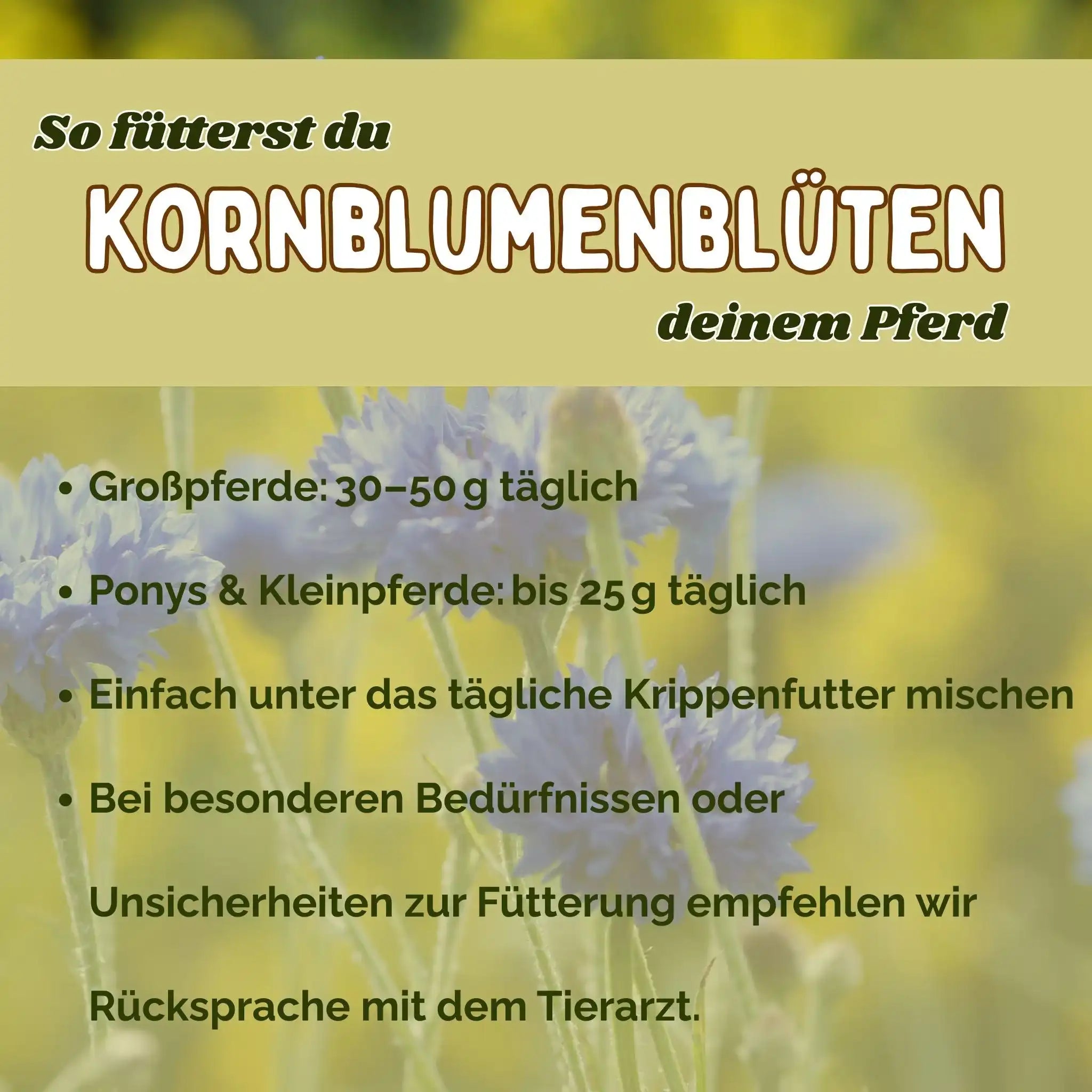 Kornblume Pferd Ganze Blüte Natürliches Zusatzfutter Zur Unterstützung Von Immunsystem Und Verdauung Und Appetit by s`Queed