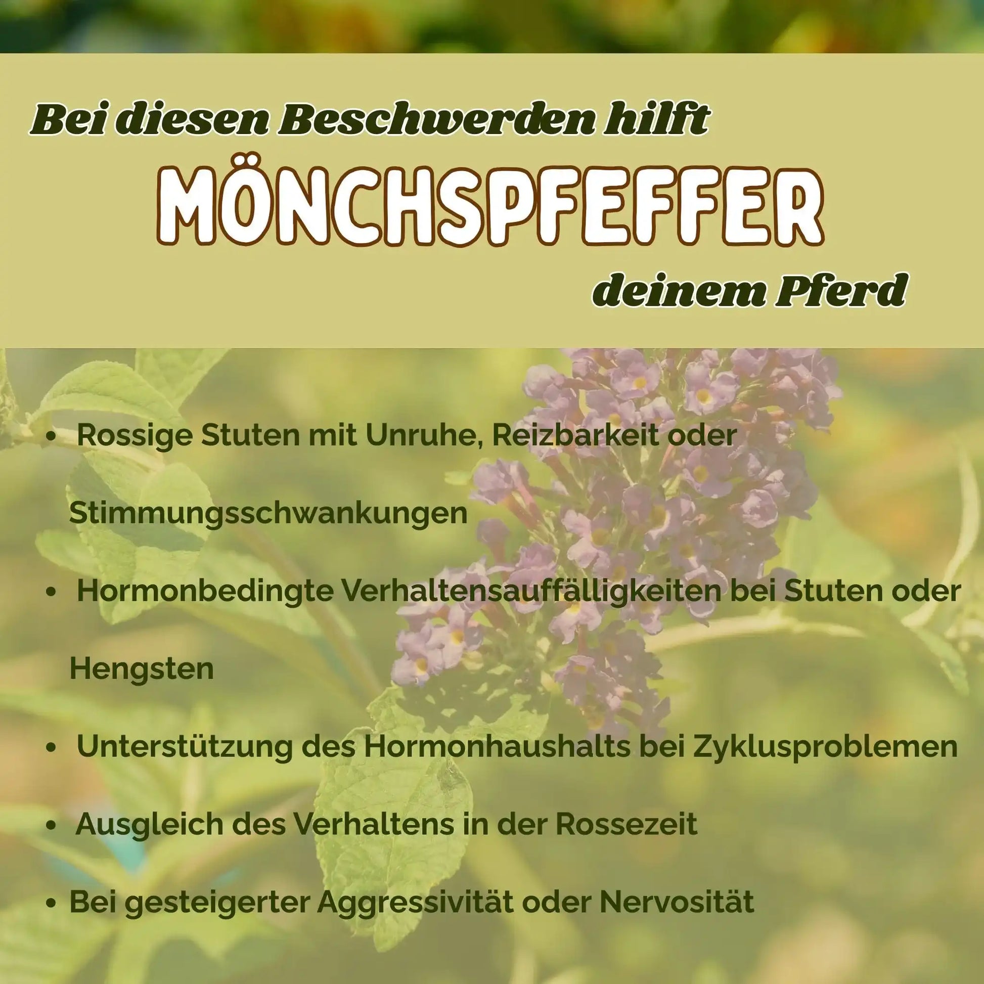 Mönchspfeffer Für Pferde Natürliche Hilfe Bei Rosse Stuten Hormonschwankungen Balance Und Unterstützung by s`Queed