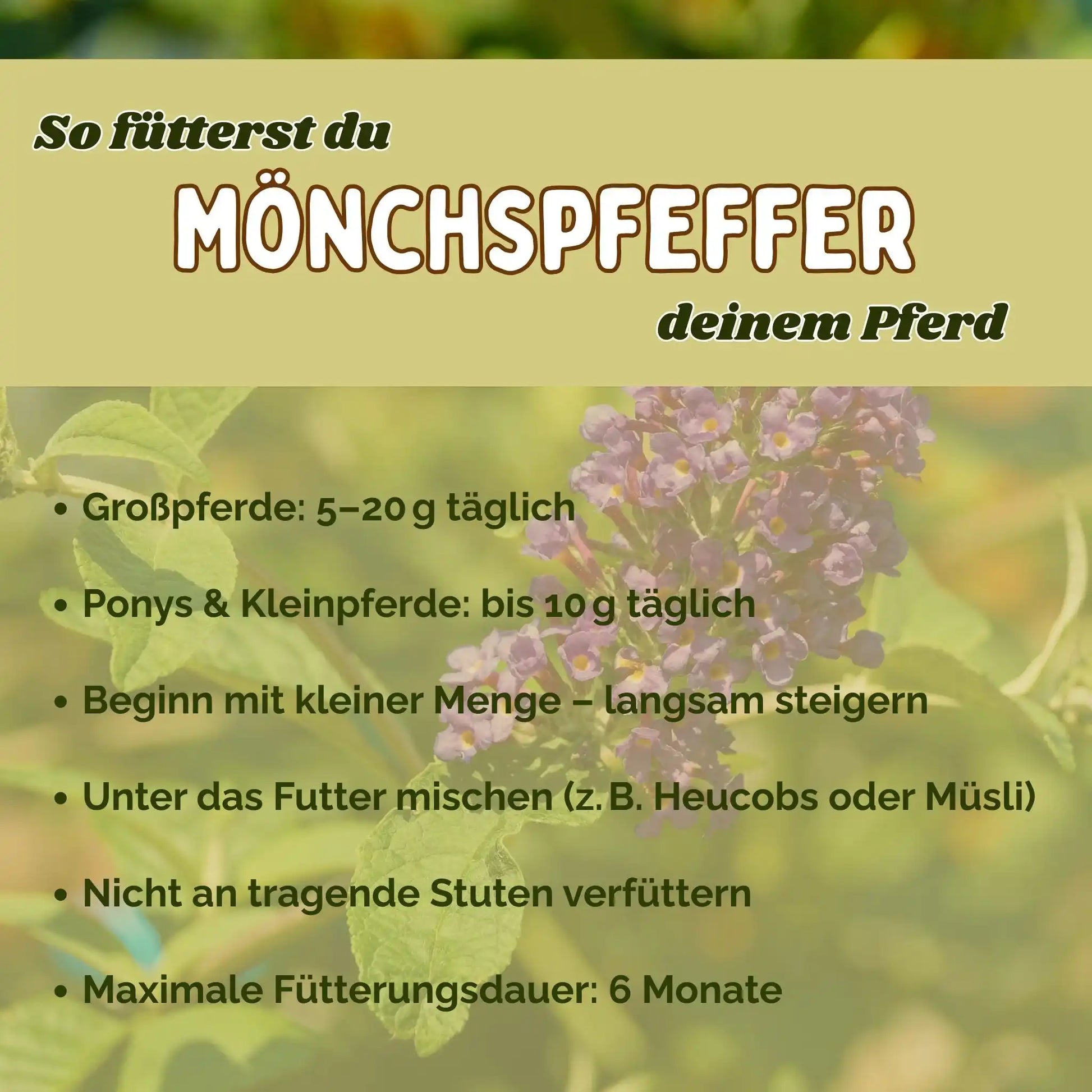 Mönchspfeffer Für Pferde Natürliche Hilfe Bei Rosse Stuten Hormonschwankungen Balance Und Unterstützung by s`Queed