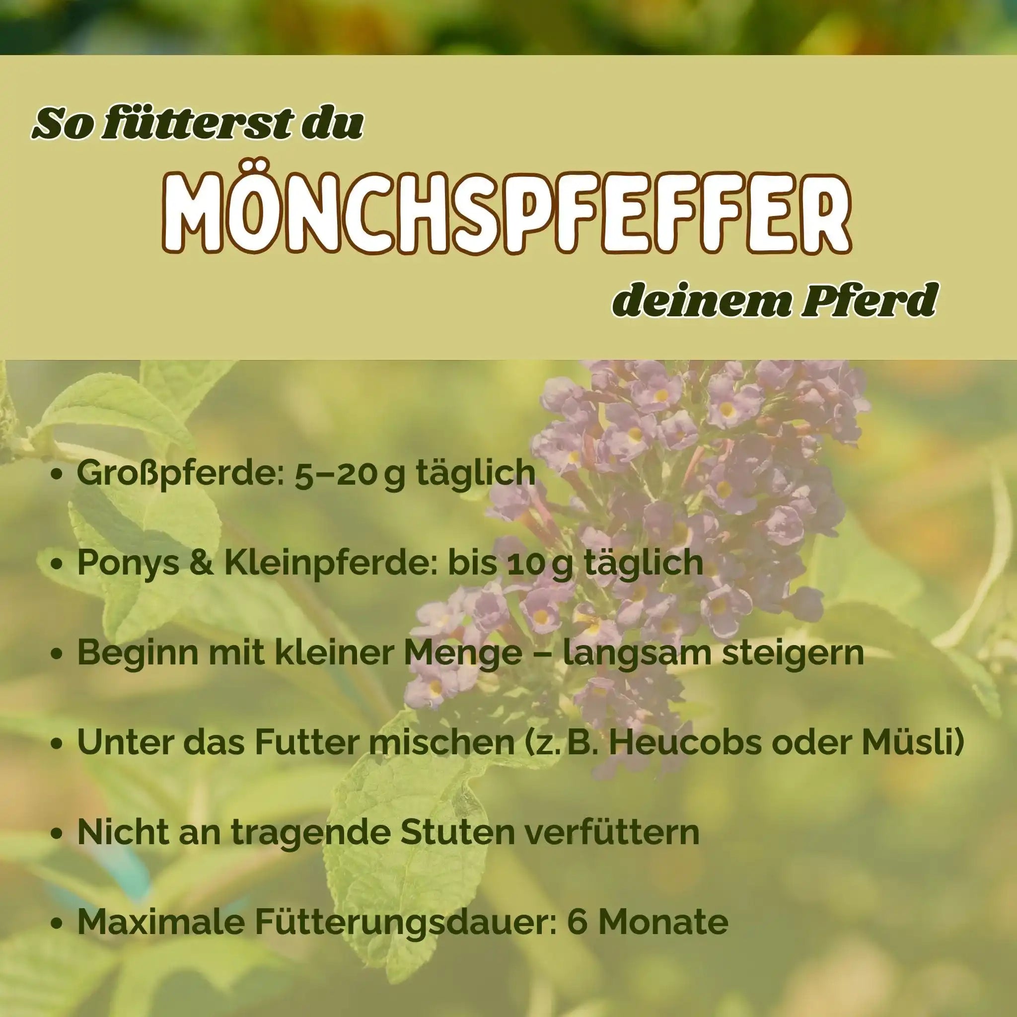 Mönchspfeffer Für Pferde Natürliche Hilfe Bei Rosse Stuten Hormonschwankungen Balance Und Unterstützung by s`Queed