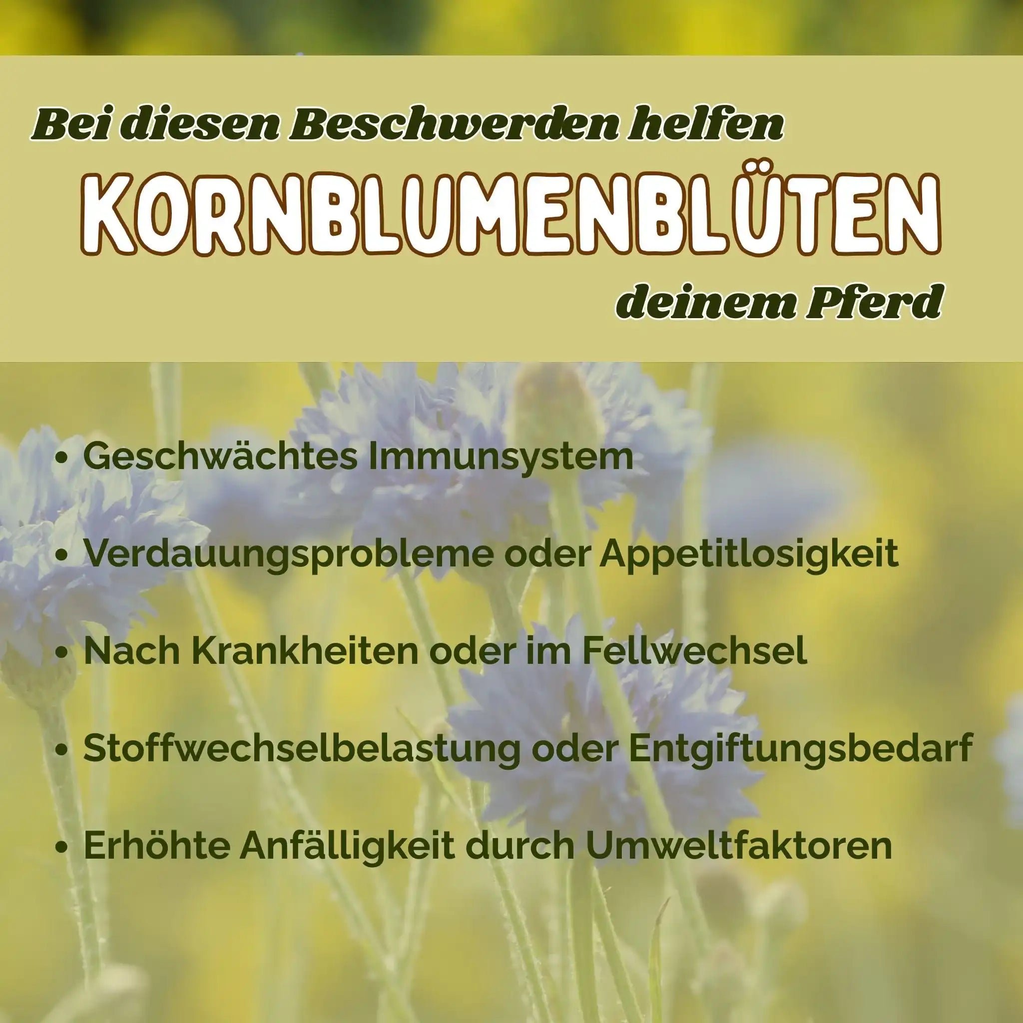 Kornblume Pferd Ganze Blüte Natürliches Zusatzfutter Zur Unterstützung Von Immunsystem Und Verdauung Und Appetit by s`Queed