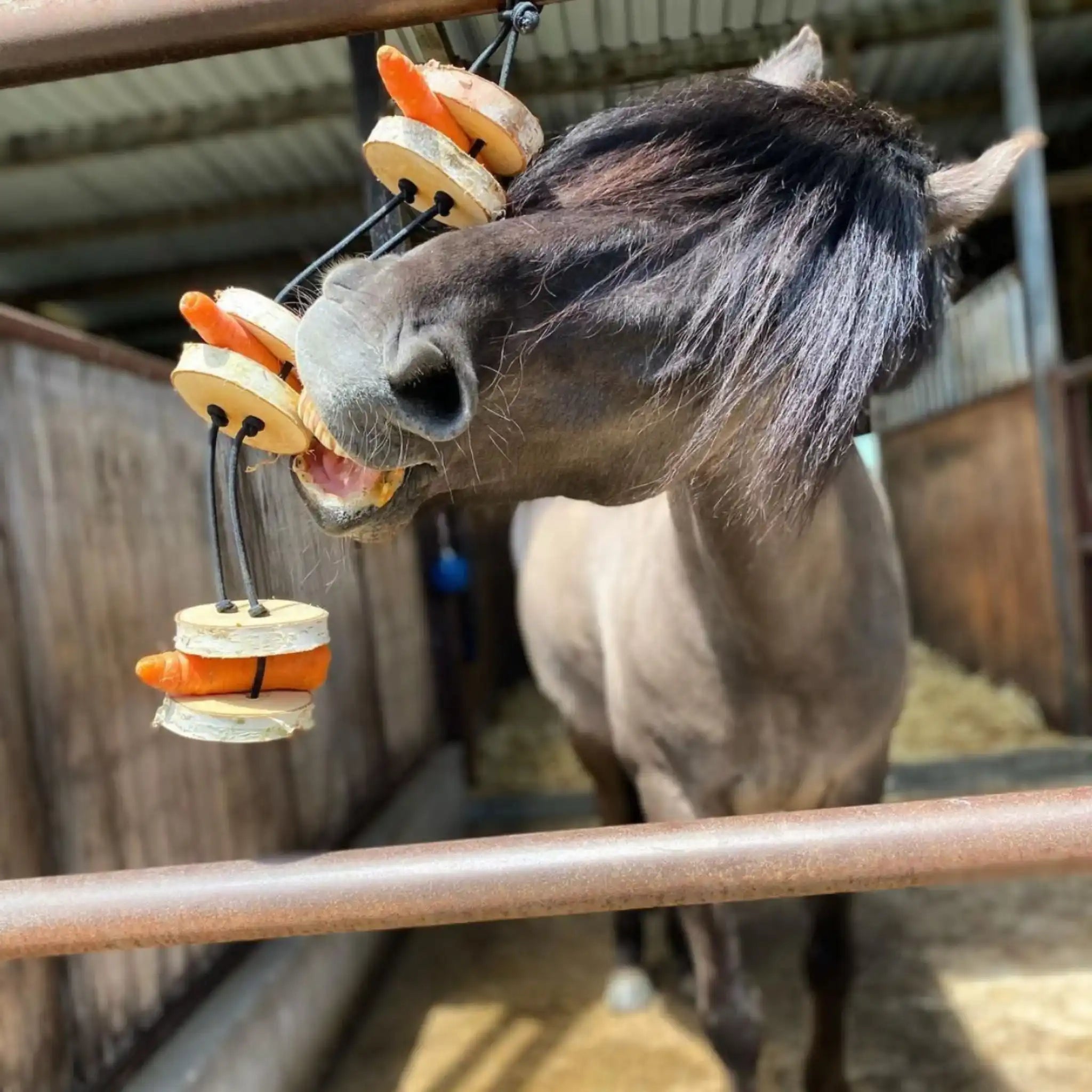 Pferdespielzeug Mini Tarzan Pferdebeschäftigung Aus Birkenholz Gegen Langeweile Wiederbefüllbar Mit Karotten Leckerlis by s`Queed