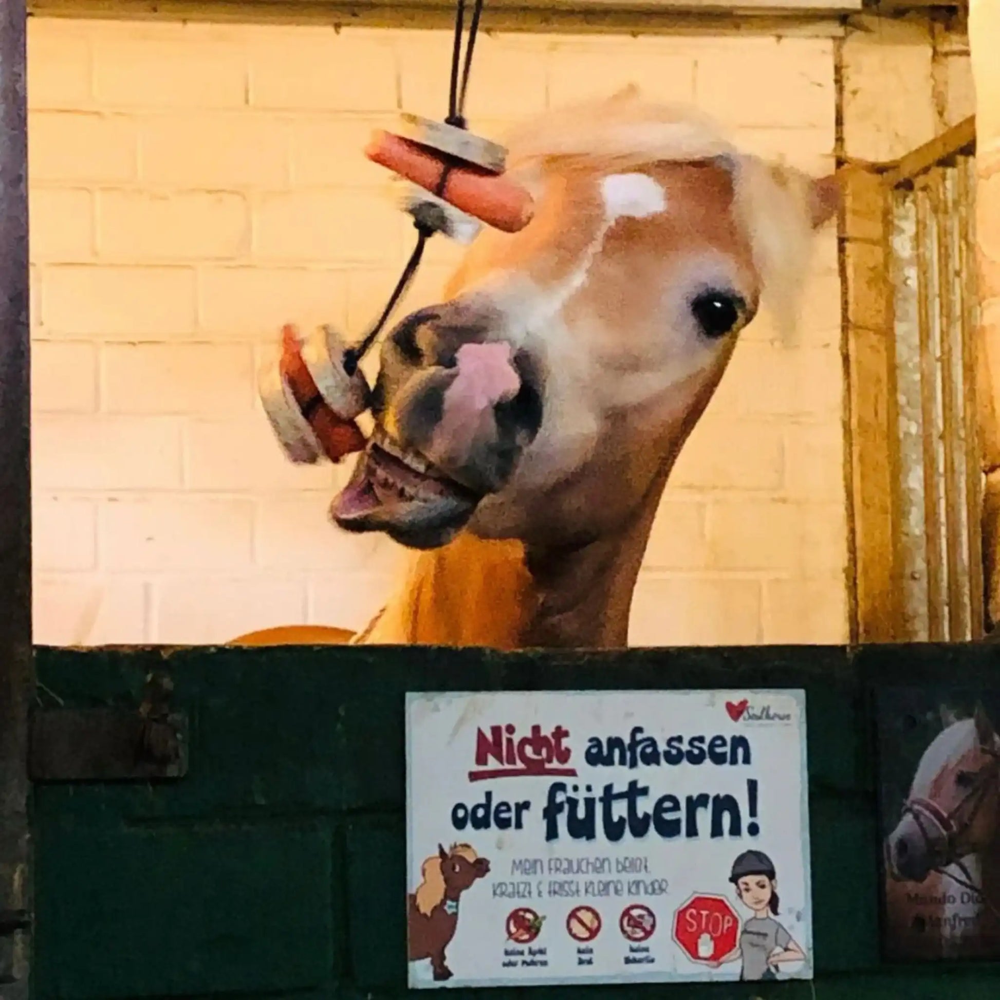 Pferdespielzeug Mini Tarzan Pferdebeschäftigung Aus Birkenholz Gegen Langeweile Wiederbefüllbar Mit Karotten Leckerlis by s`Queed