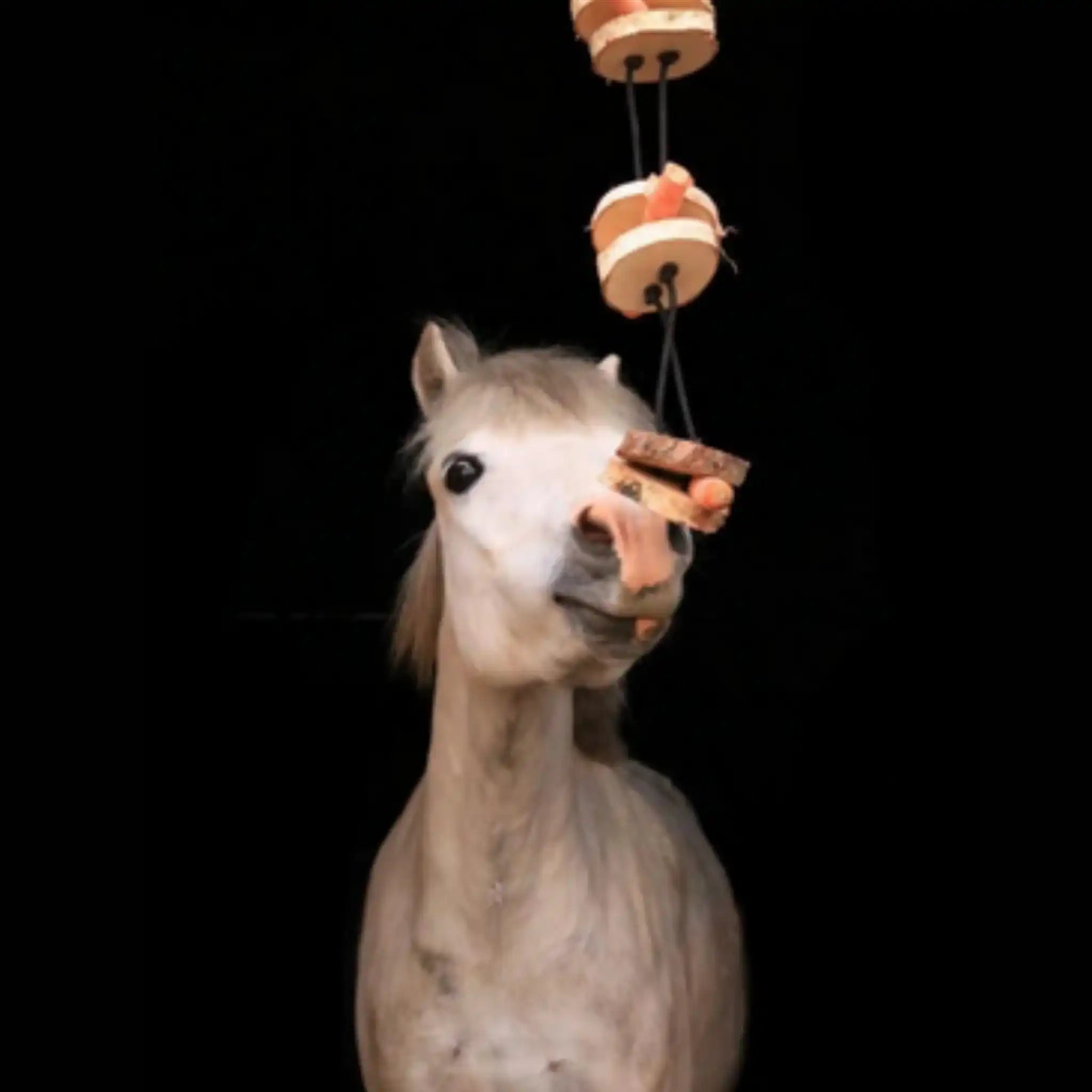 Pferdespielzeug Mini Tarzan Pferdebeschäftigung Aus Birkenholz Gegen Langeweile Wiederbefüllbar Mit Karotten Leckerlis by s`Queed