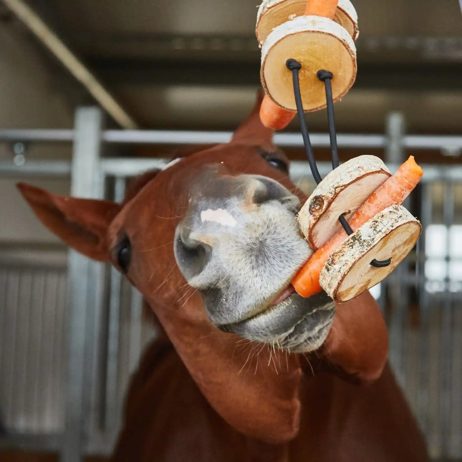 Pferdespielzeug Möhren Tarzan Birkenholz Wiederbefüllbar Natürliche Knabberspaß Pferdebeschäftigung by s`Queed