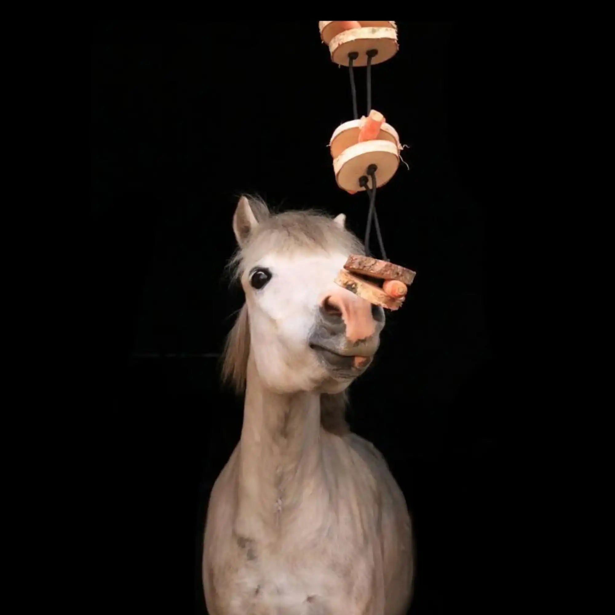 Pferdespielzeug Möhren Tarzan Birkenholz Wiederbefüllbar Natürliche Knabberspaß Pferdebeschäftigung by s`Queed