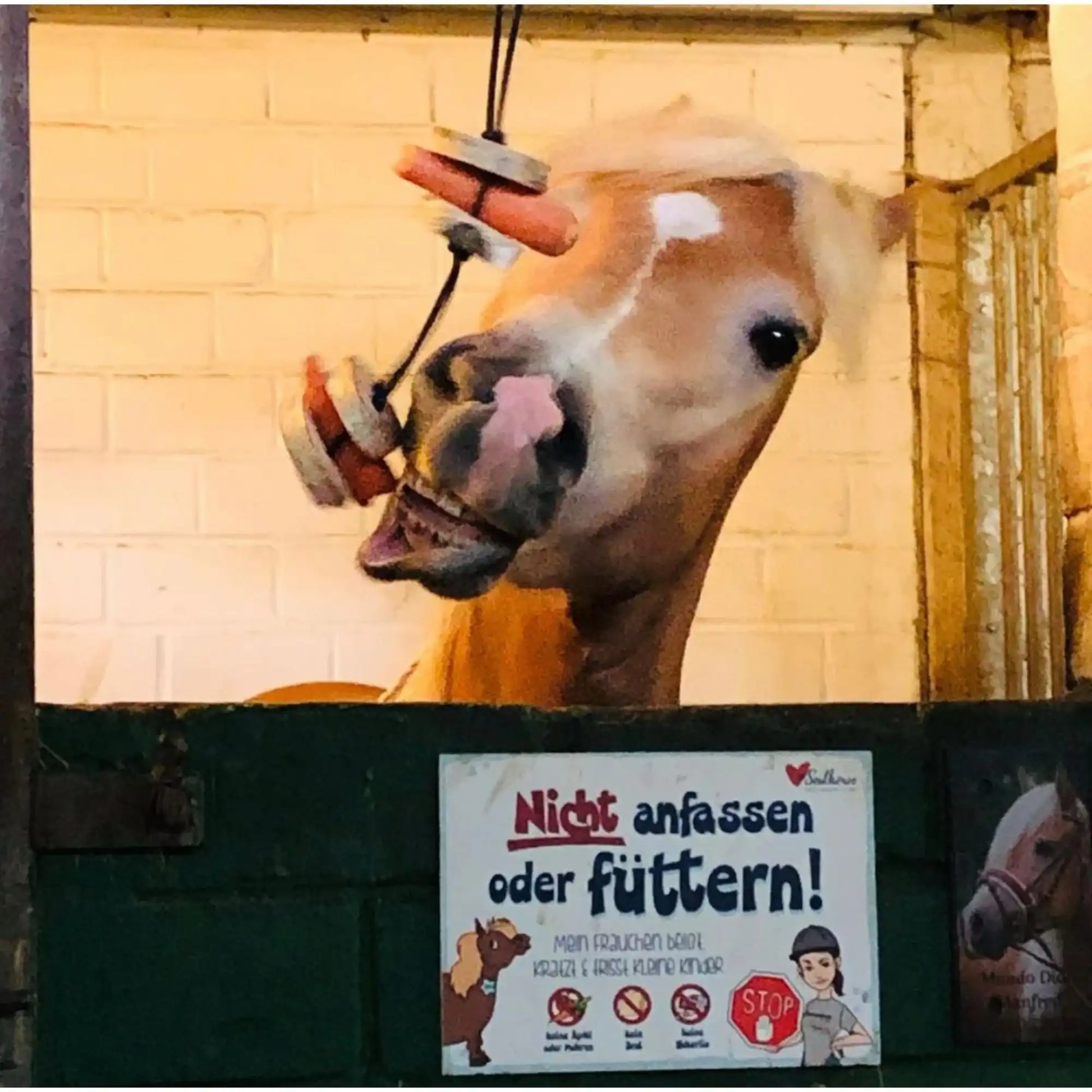 Pferdespielzeug Möhren Tarzan Birkenholz Wiederbefüllbar Natürliche Knabberspaß Pferdebeschäftigung by s`Queed