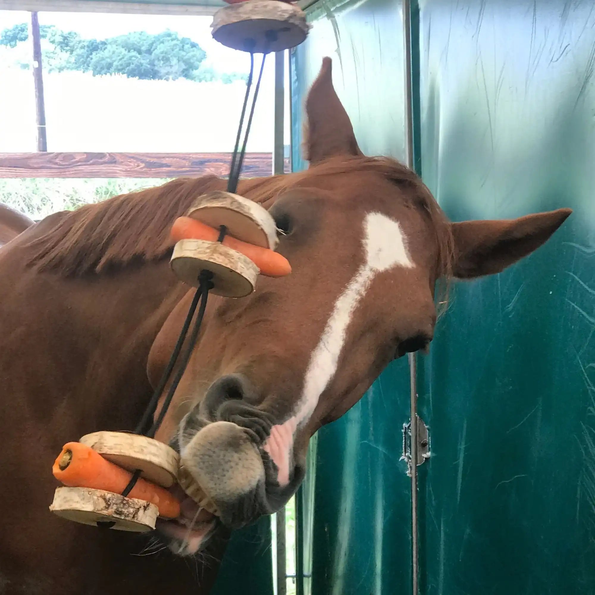Pferdespielzeug Möhren Tarzan Birkenholz Wiederbefüllbar Natürliche Knabberspaß Pferdebeschäftigung by s`Queed