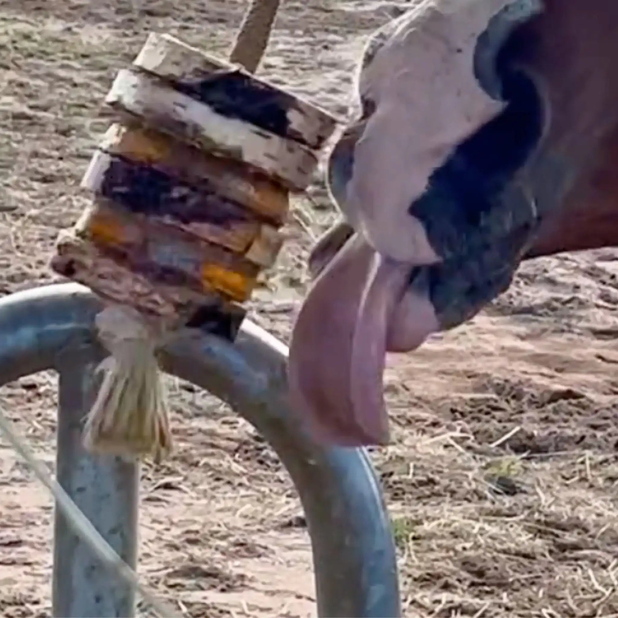 Schleck Twister Pferde Spielzeug Set Mit Birkenholzhalterung Und Zwei Auswechselbaren Schleck Twister Scheiben by s`Queed