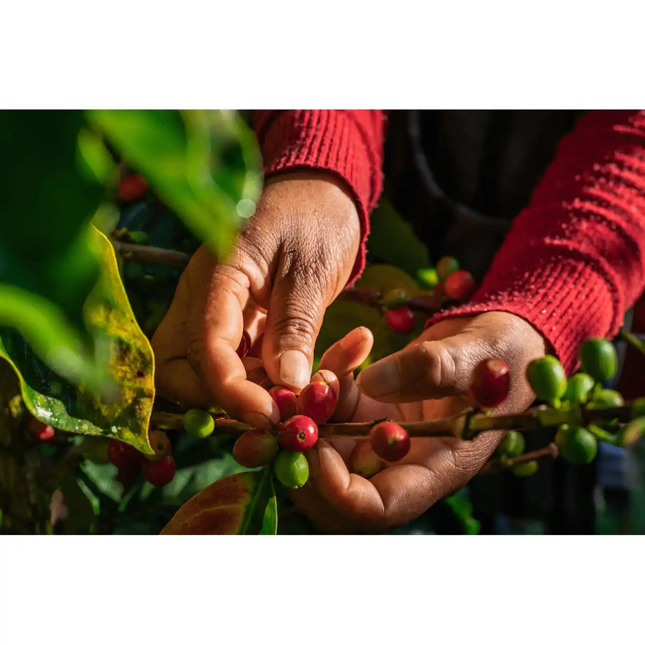 Black Shot I 100% Robusta/Canephora by True Beans Kaffeerösterei Köln