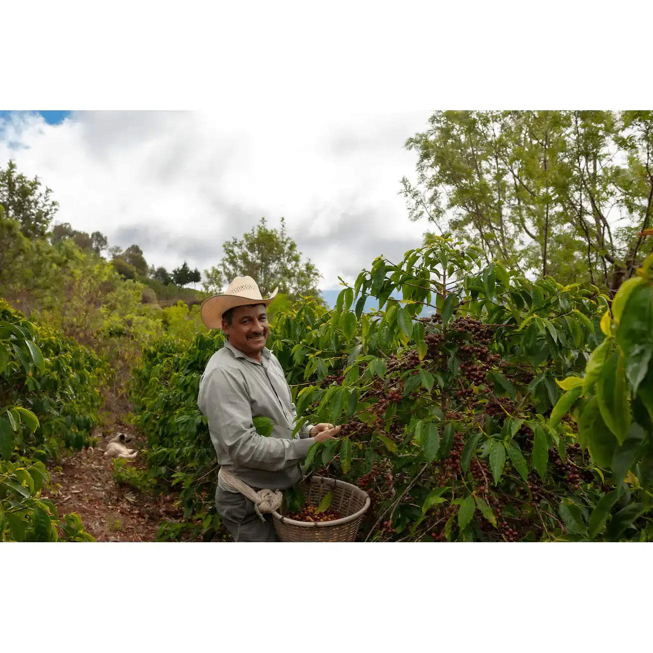 nospresso I Decaf aus Südamerika by True Beans Kaffeerösterei Köln