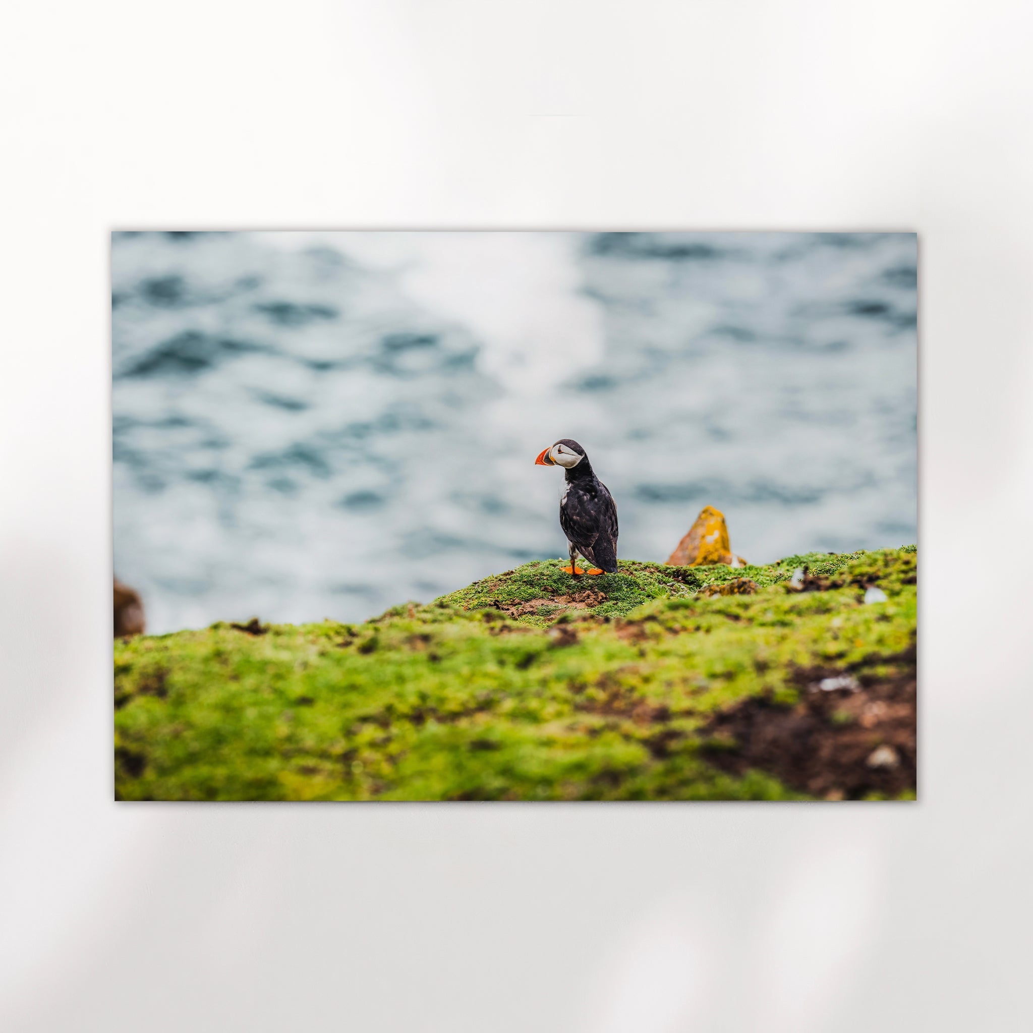 Puffin on Saltee Island – Irish Coastal Wall Art Print