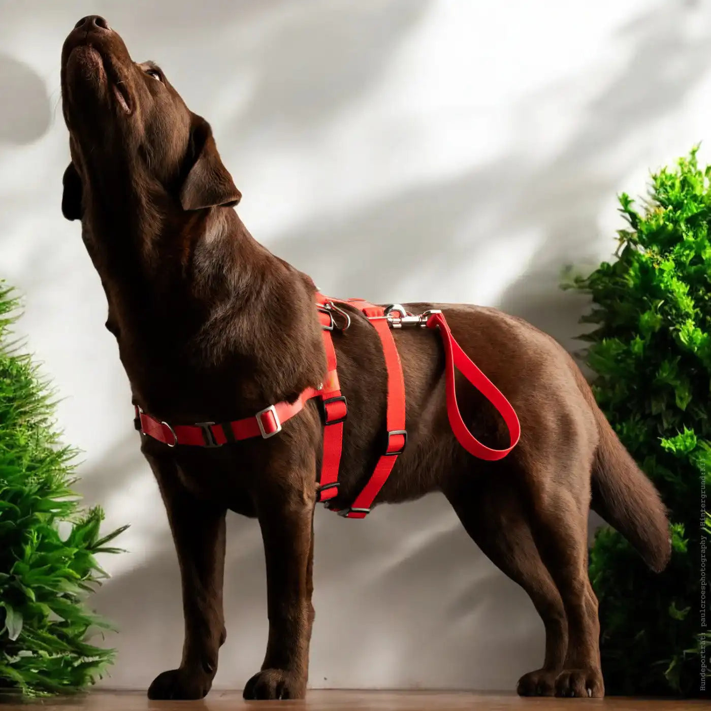 Anti-Stress-Geschirr STURMFREI® Saver für mittlere und große Hunde by Der Hundegefährte