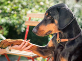 SABRO Hundehalsband OUTDOOR Rundzug