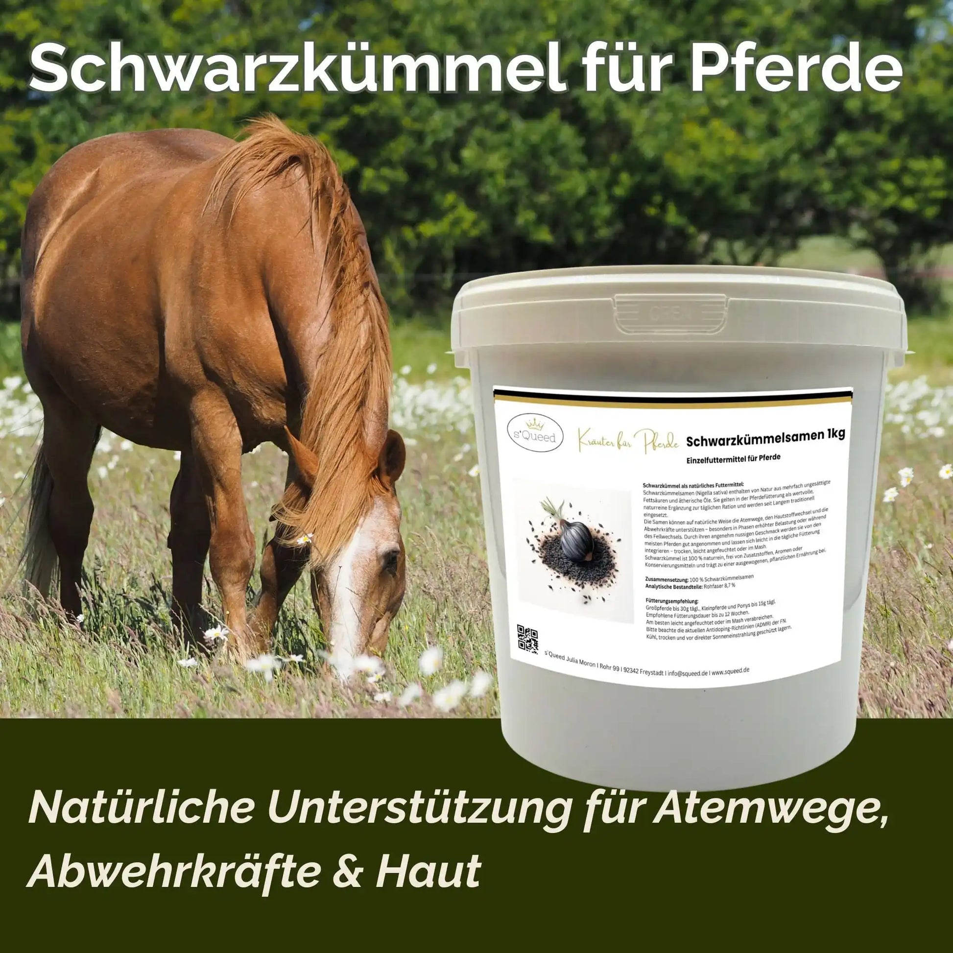 Schwarzkümmel Für Pferde 1 Kg Natürliches Einzelfuttermittel Für Atemwege Haut Und Abwehrkräfte by s`Queed