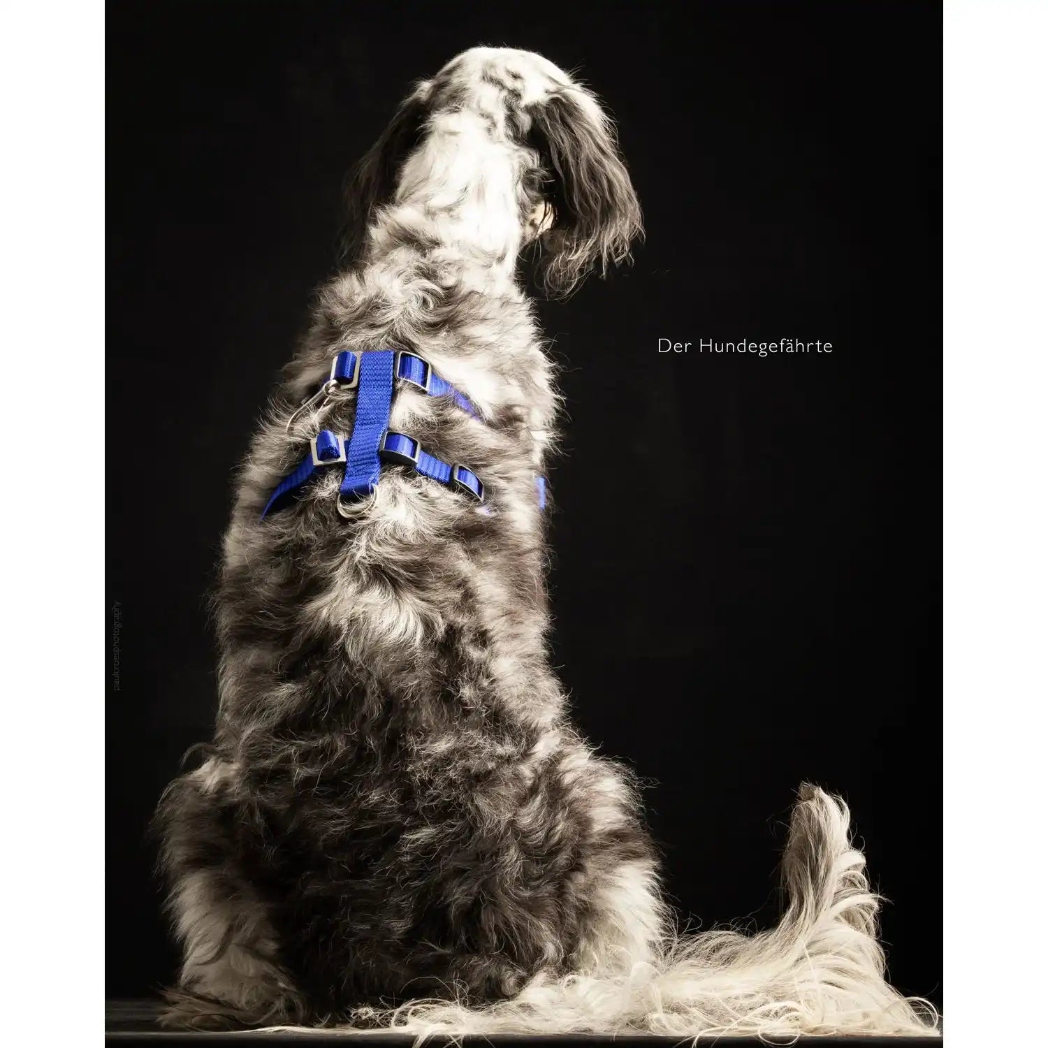 Anti-Stress-Geschirr STURMFREI® Saver für mittlere und große Hunde by Der Hundegefährte