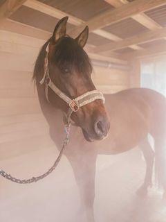 NEU: Sole Großraumvernebler Equosonic Mobile III 50ml/min Starter Paket