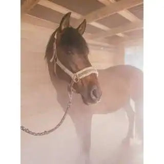 Sole Großraumvernebler Equosonic Mobile II 50ml/min Starter Paket by Medizintechnik Hartwig GmbH