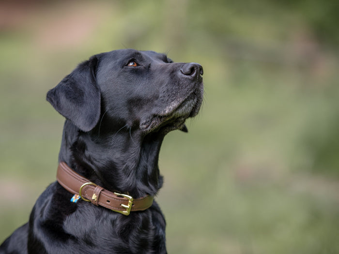 SABRO Hundehalsband CLASSIC Leder