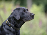 SABRO Hundehalsband CLASSIC Leder