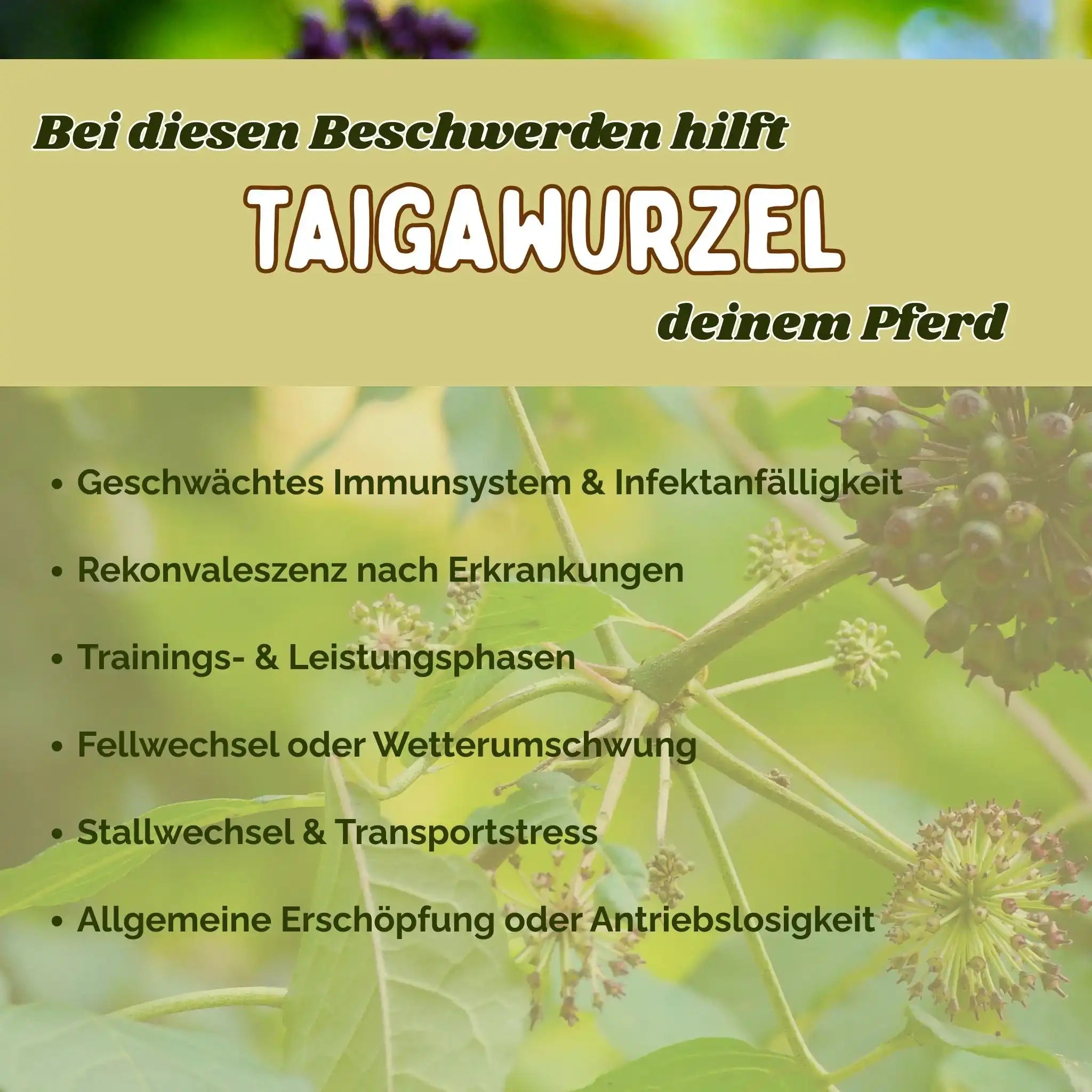 Taigawurzel Pferde Immunsystem Stärken Natürliche Vitalität Unterstützung In Stressphasen Und Infektanfälligkeit by s`Queed