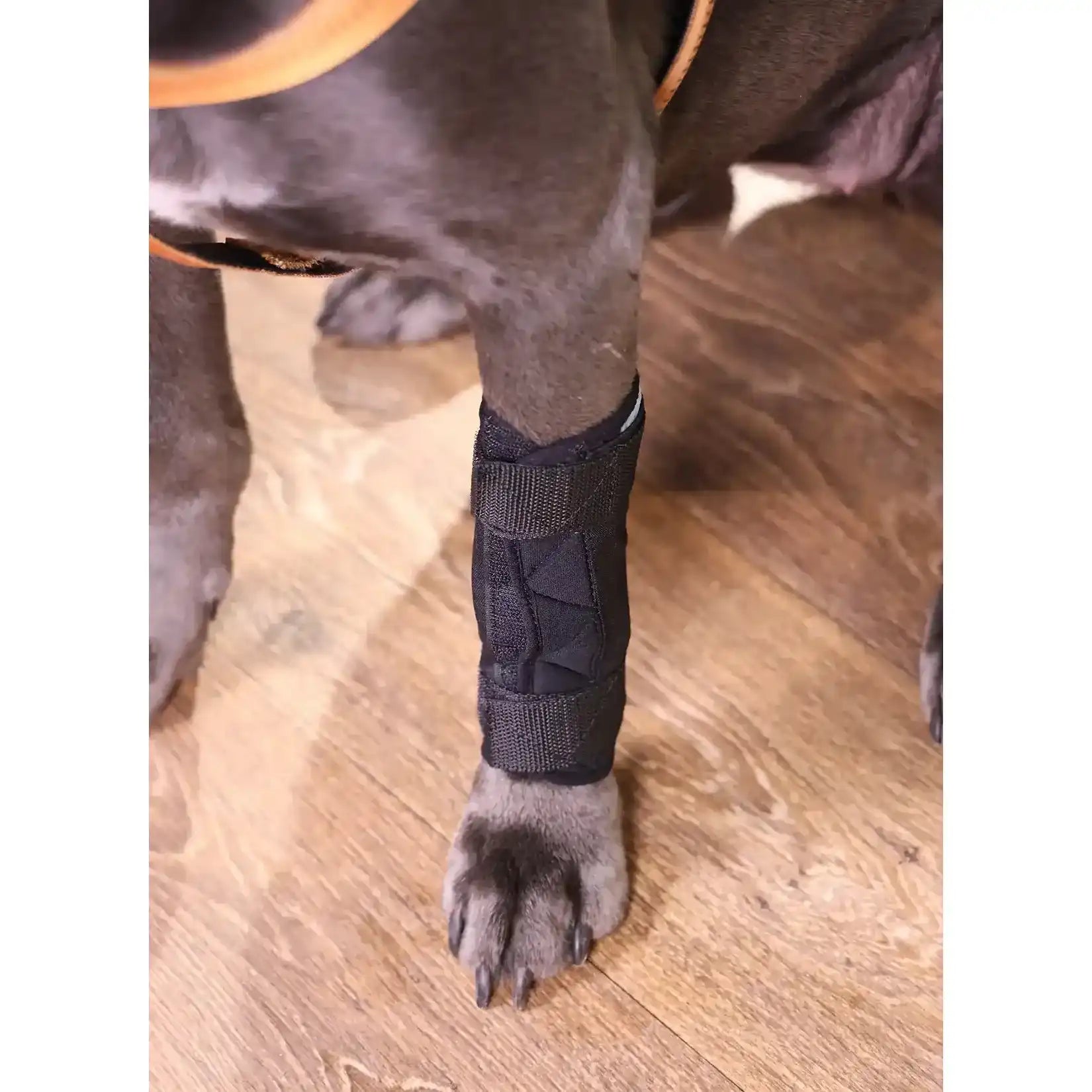 Durchtrittigkeits Bandage für Hunde mit Turbocast by Nature Pet