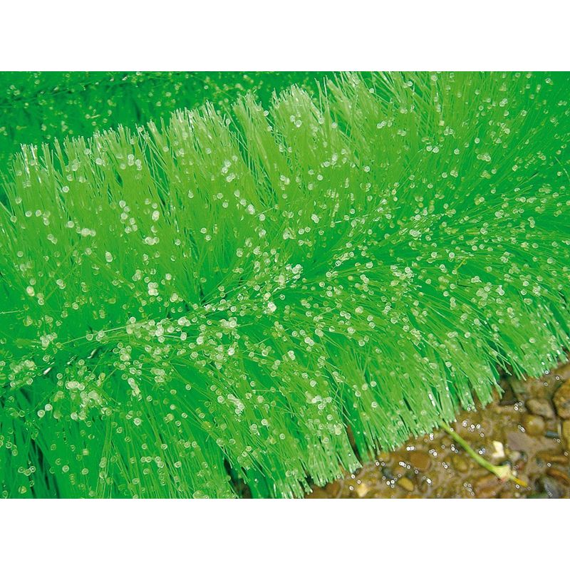 Black Knight Laichbürste 250 cm Ø 13 cm - Box = 3 Stk.