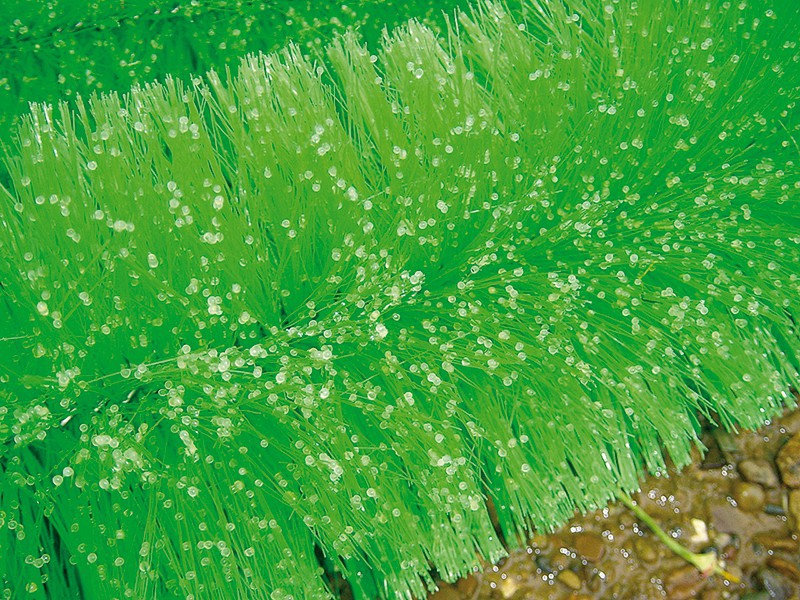 Black Knight Laichbürste 250 cm Ø 13 cm - Box = 3 Stk.