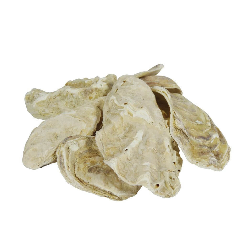 Austernschalen 5 kg natürliche Aufhärtung