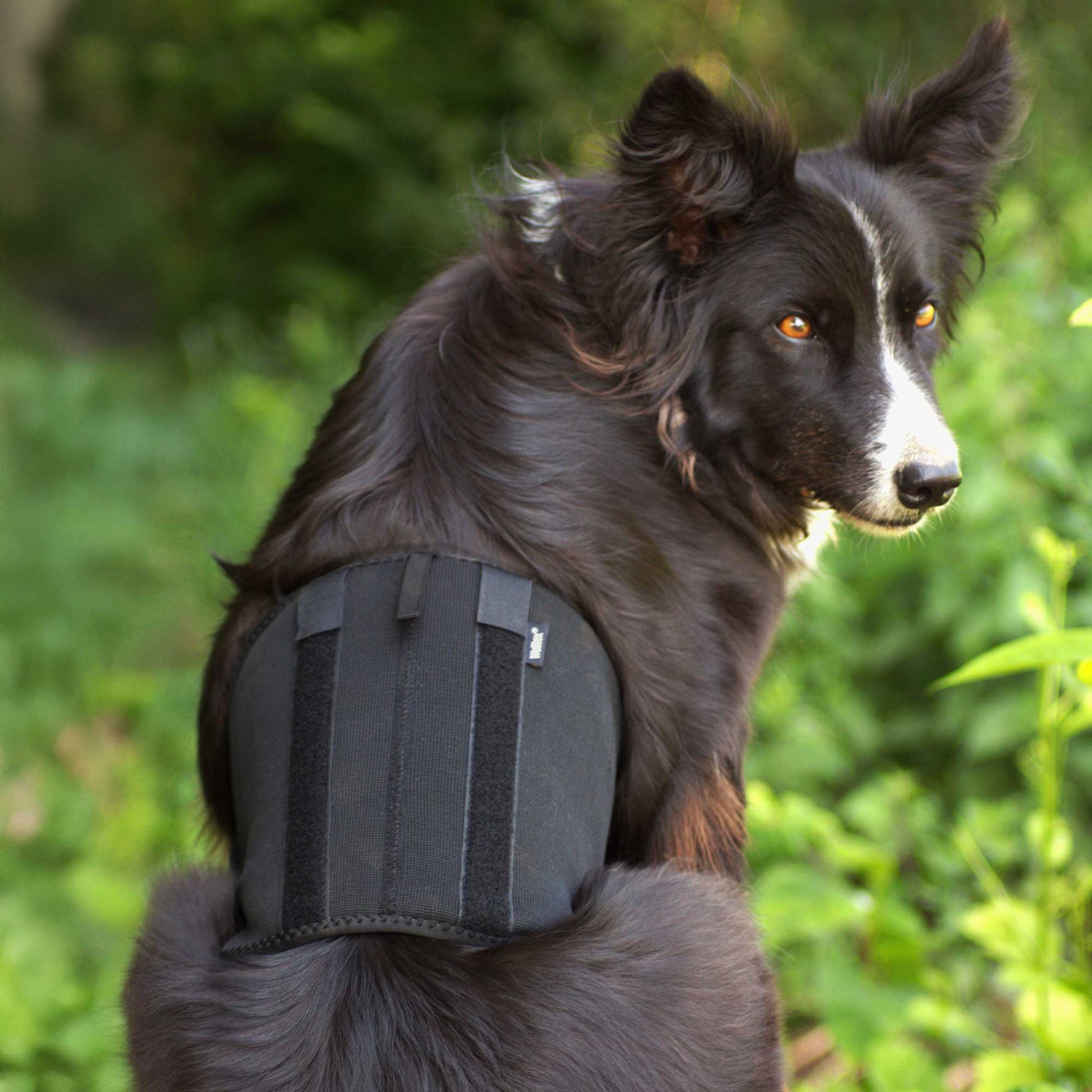 Hunde-Rückenschoner