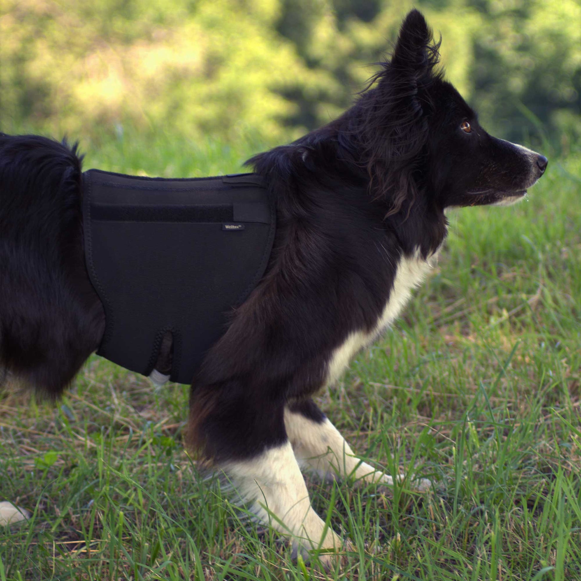 Hunde-Rückenschoner