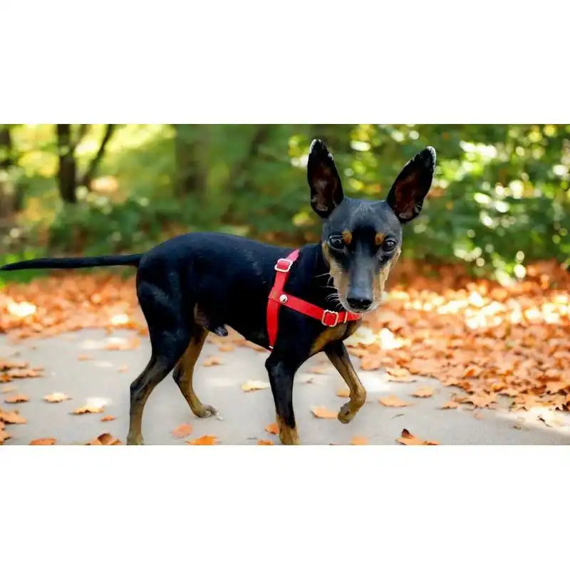 Anti-Stress-Geschirr STURMFREI®, Größe XS by Der Hundegefährte