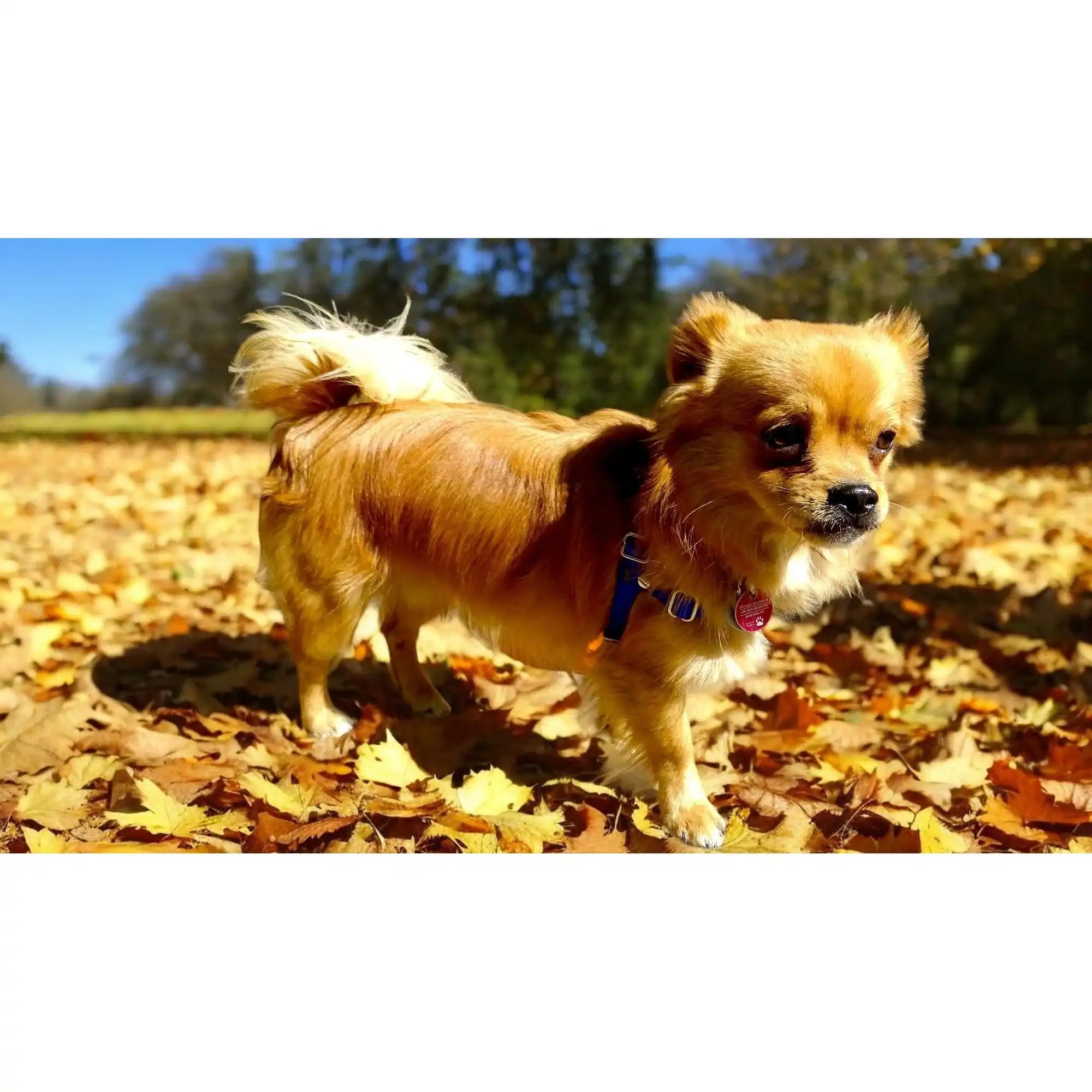 Anti-Stress-Geschirr STURMFREI®, Größe XXS by Der Hundegefährte