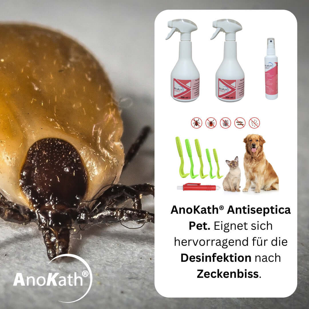 Zeckeninfektion Zecken-Bundel