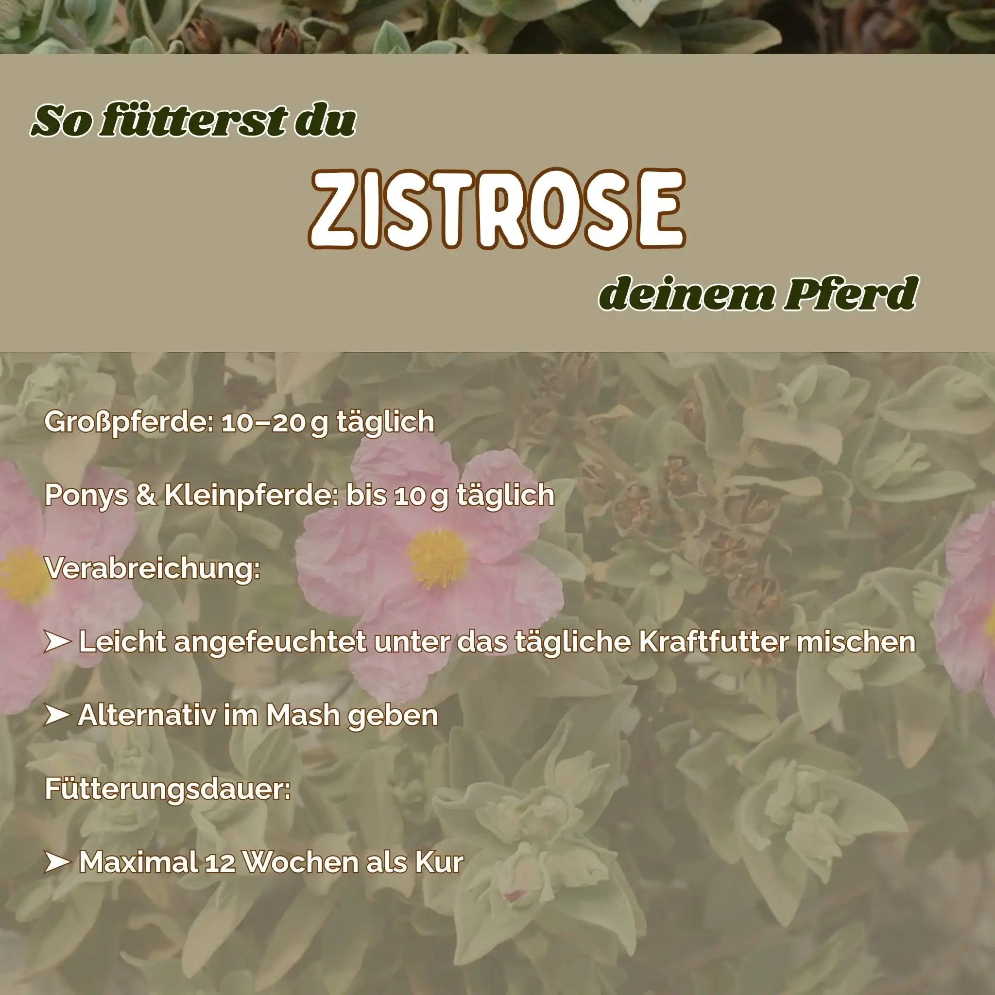 Zistrose Pferd Immunsystem Stärken Natürliche Unterstützung Bei Infektanfälligkeit Für Atemwege Und Husten by s`Queed