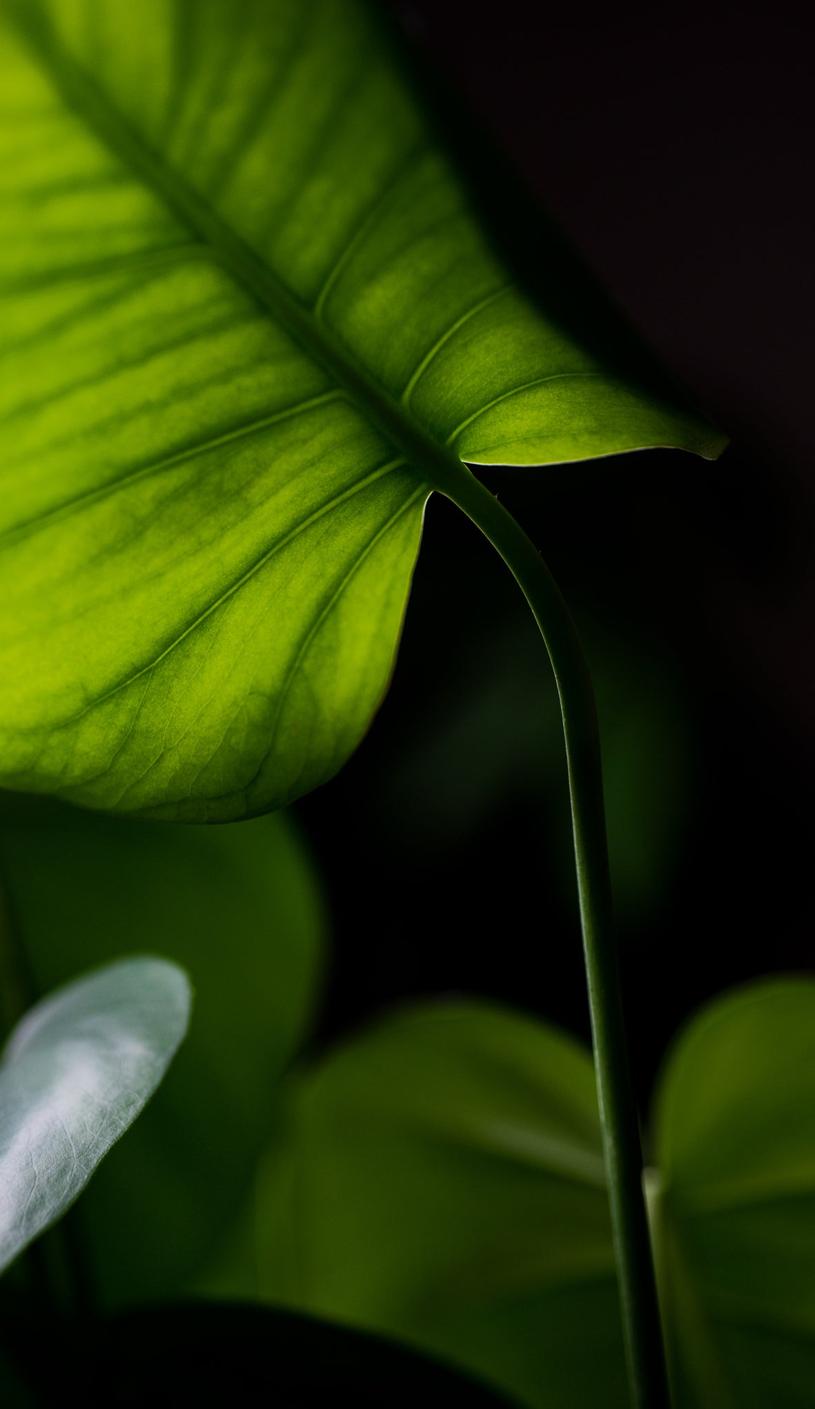 files/a-backlit-monstera-plant-leaf.jpg