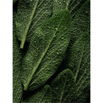 Microbiome Prebiotics Face Mist