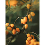 Retinol Alternative Moisturiser