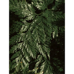 Brightening Face&Body Exfoliator with Kojic Acid