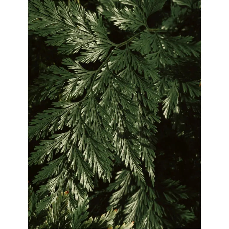 Brightening Face&Body Exfoliator with Kojic Acid