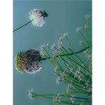 Micellar Cleansing Water