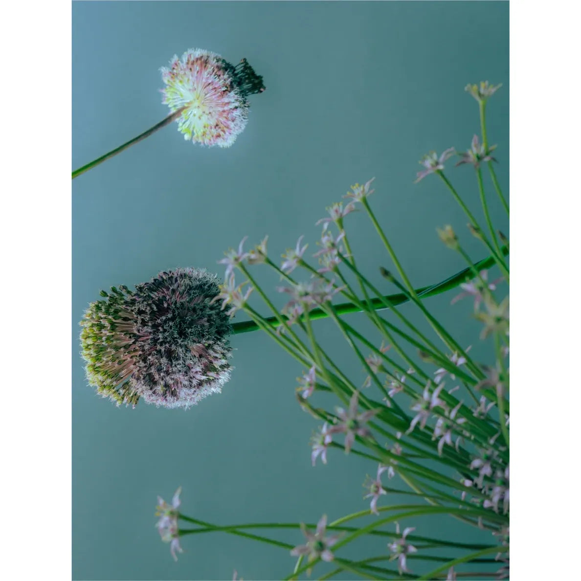 Micellar Cleansing Water