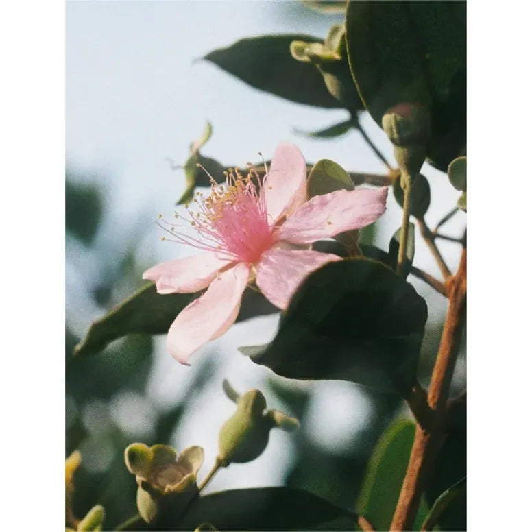 Retinol Alternative Serum