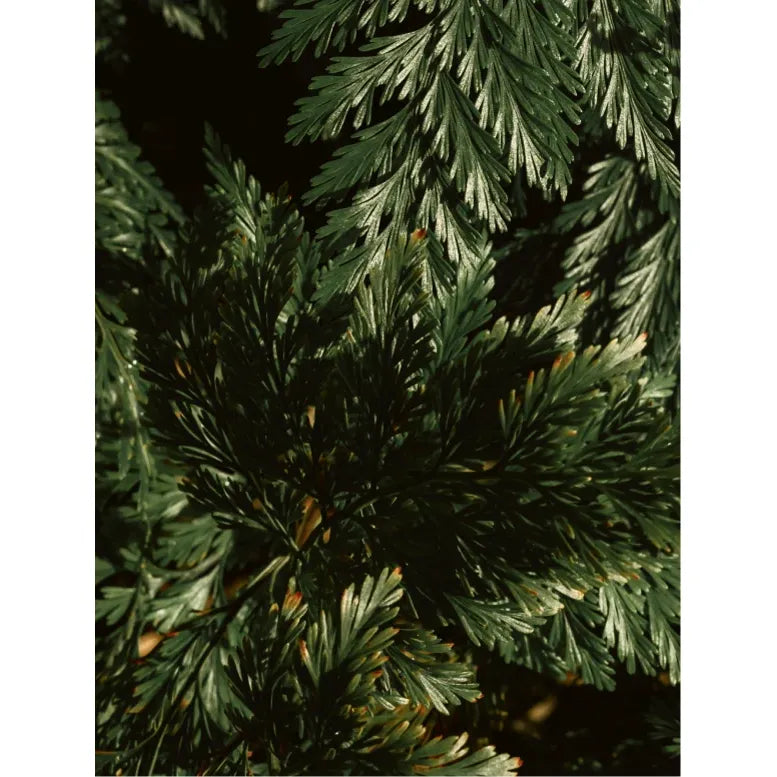 Gloss Conditioner, Smoky Green Vetiver