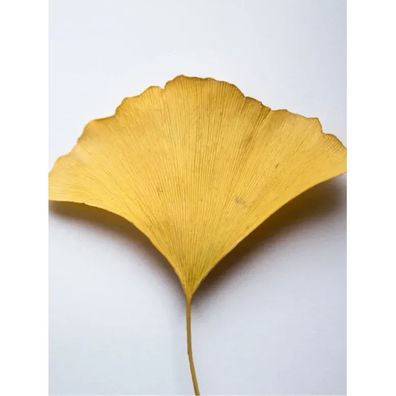 Antioxidant Ginkgo Gel Booster