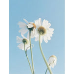 Sensitive Skin Oil-To-Milk Cleanser