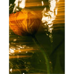 Nourishing Facial Oil